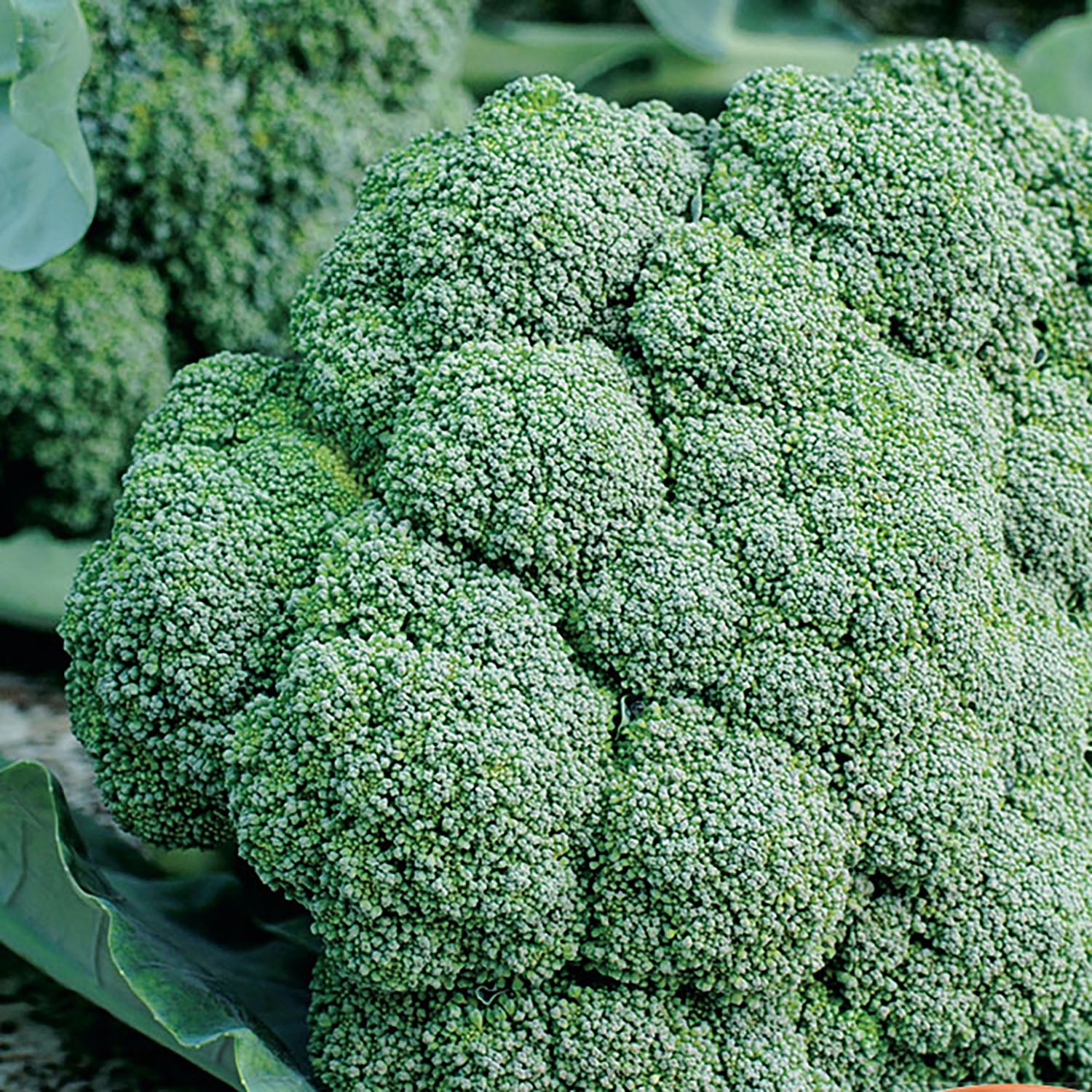 A fresh head of broccoli with deep green, tightly packed florets visible.